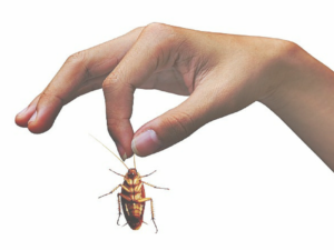 Consigli contro le blatte